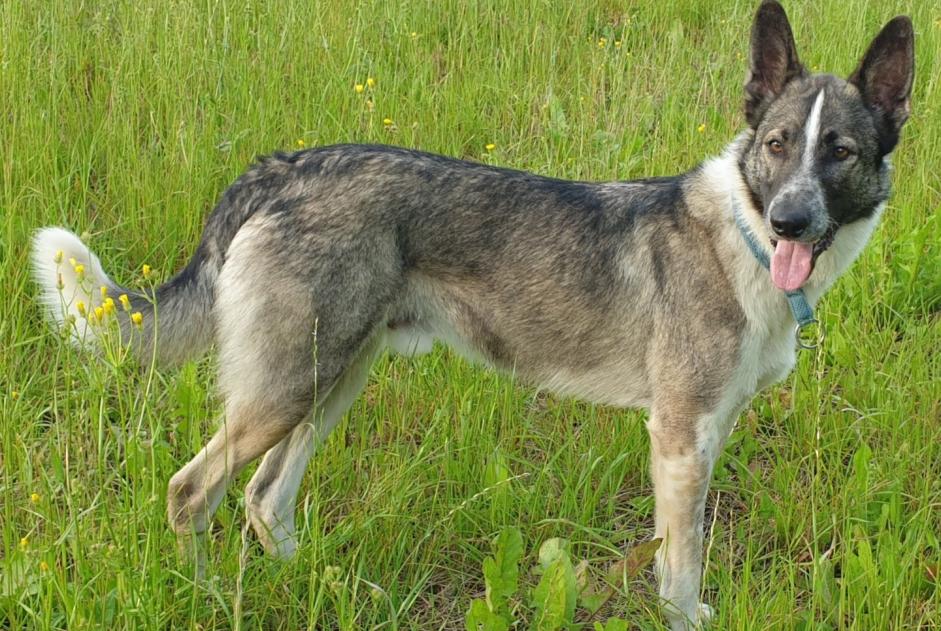 Alerta de Desaparición Perro cruce  Macho , 6 años Colombies Francia